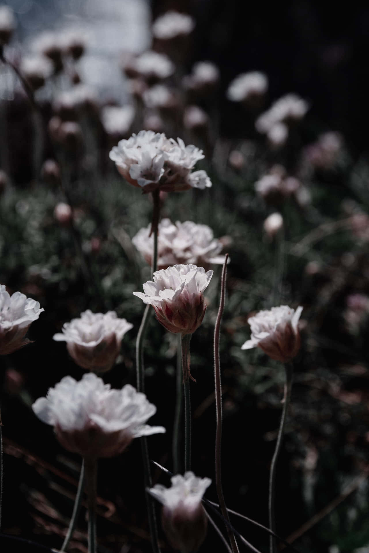 Dark Floral Pictures  Download Free Images on Unsplash