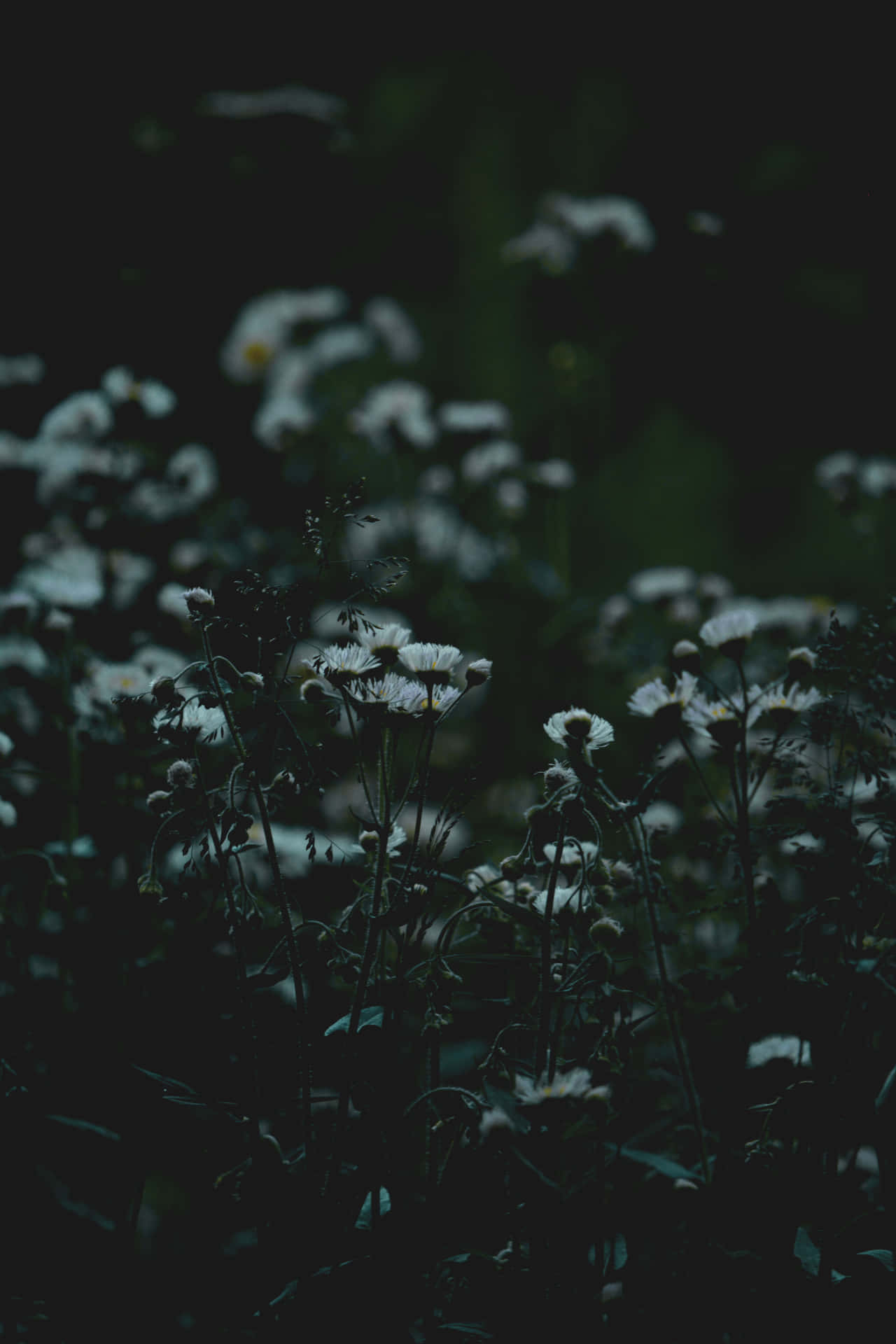 Campode Flores Estético En La Oscuridad Fondo de pantalla