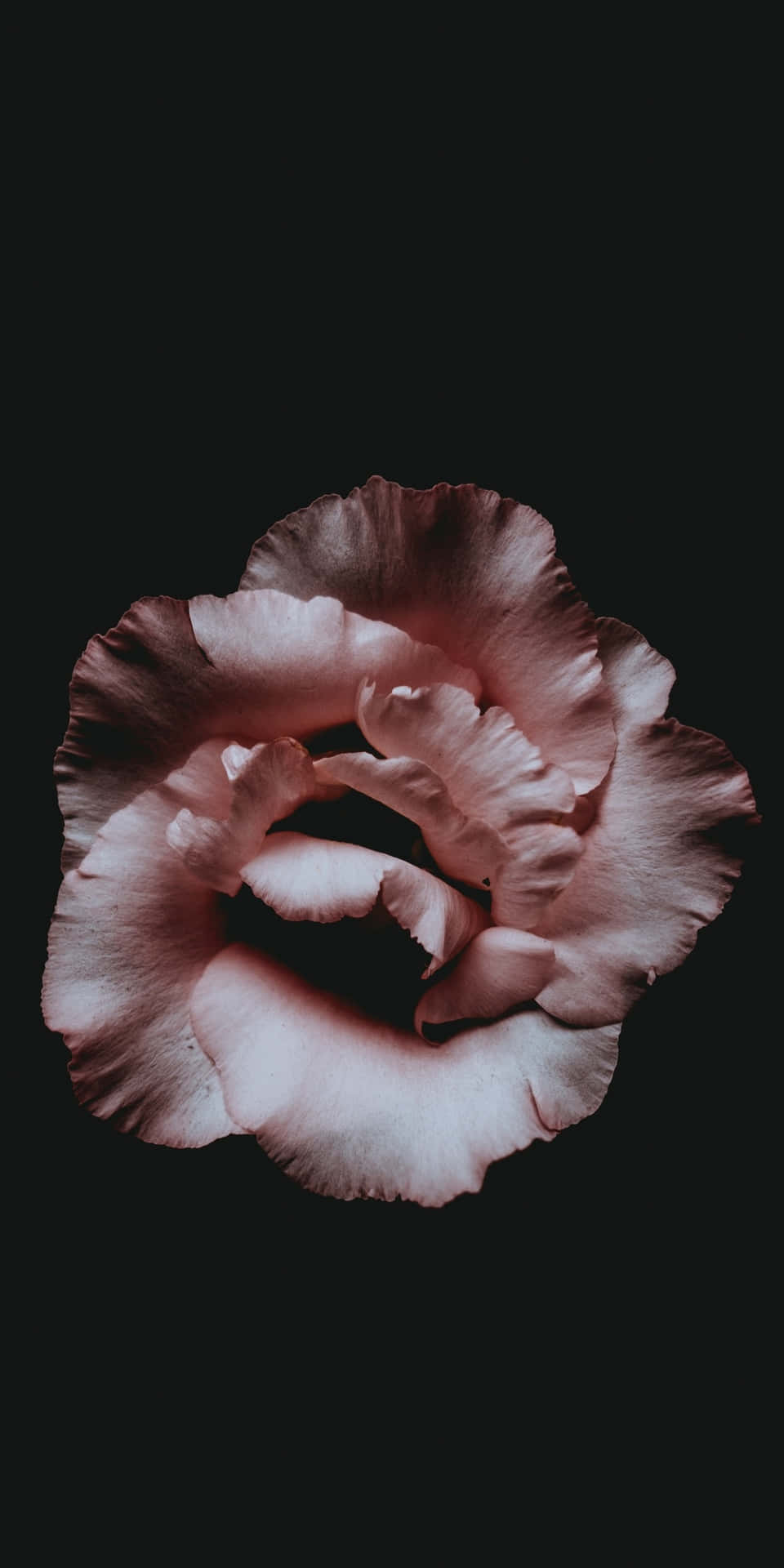 Mørk Blomst Æstetisk 1080 X 2160 Wallpaper