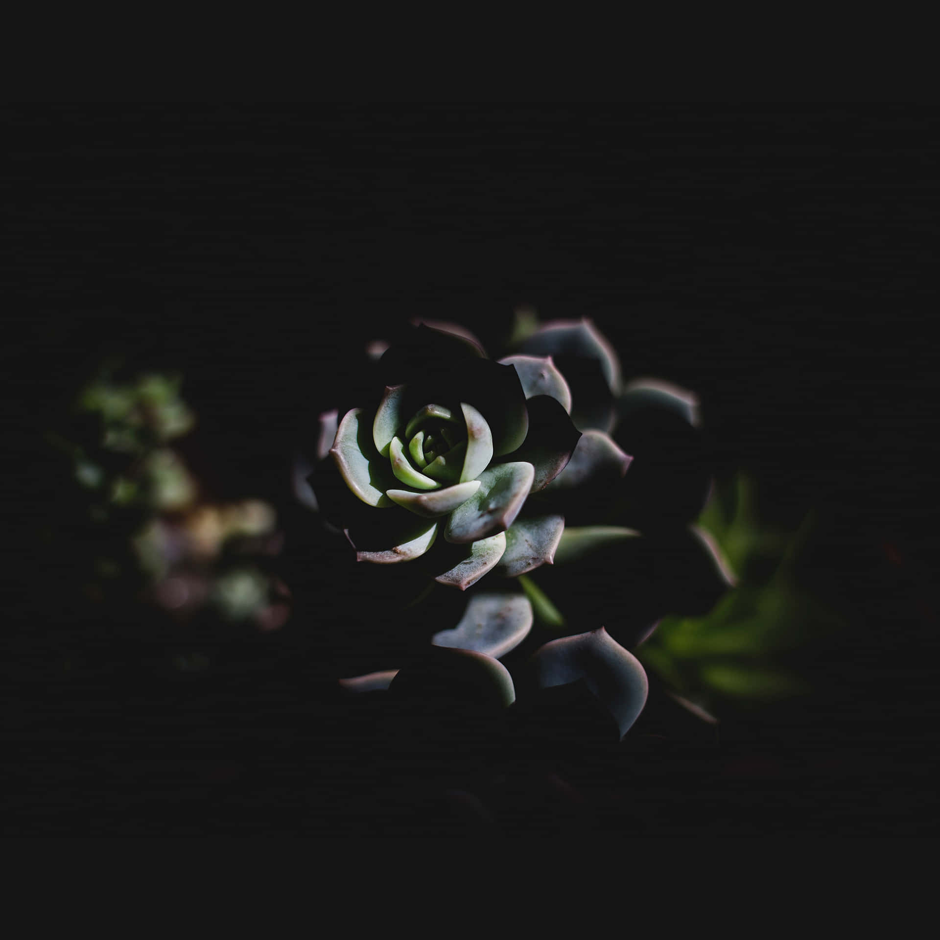 Blooming into the darkness Wallpaper
