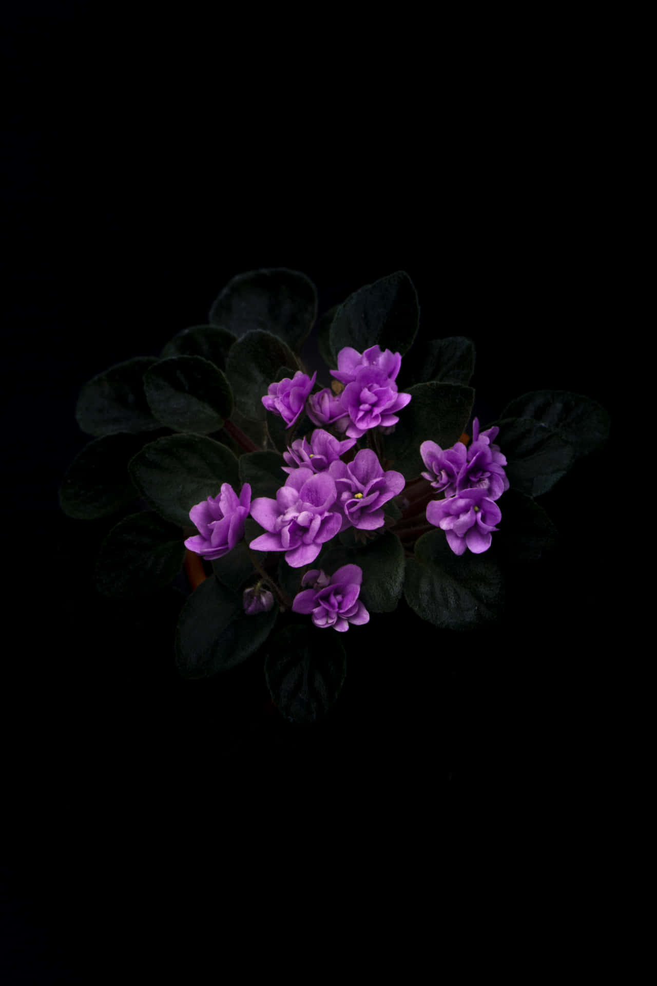 Aesthetic Violet Flower In Dark Wallpaper
