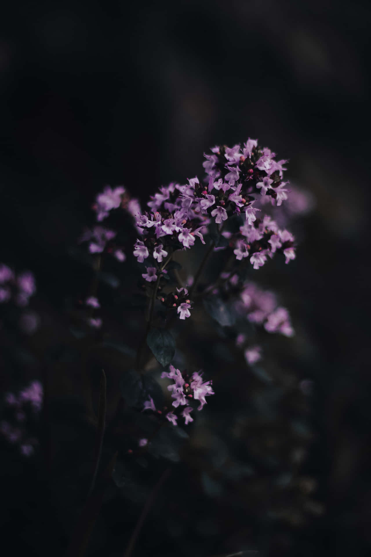 Aesthetic Dark Purple Flower Bunch Wallpaper