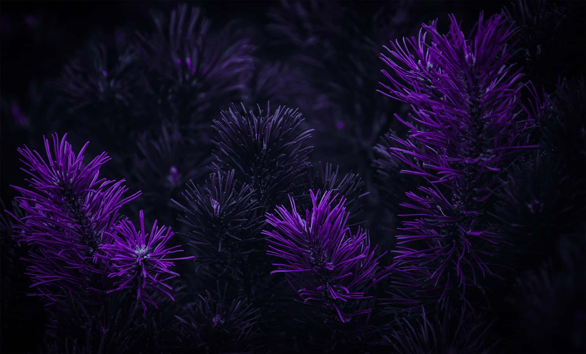 Purple Pine Trees In The Dark Wallpaper