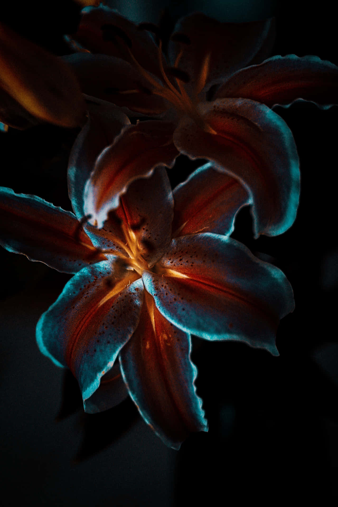 Aesthetic Dark Flower With Light Wallpaper