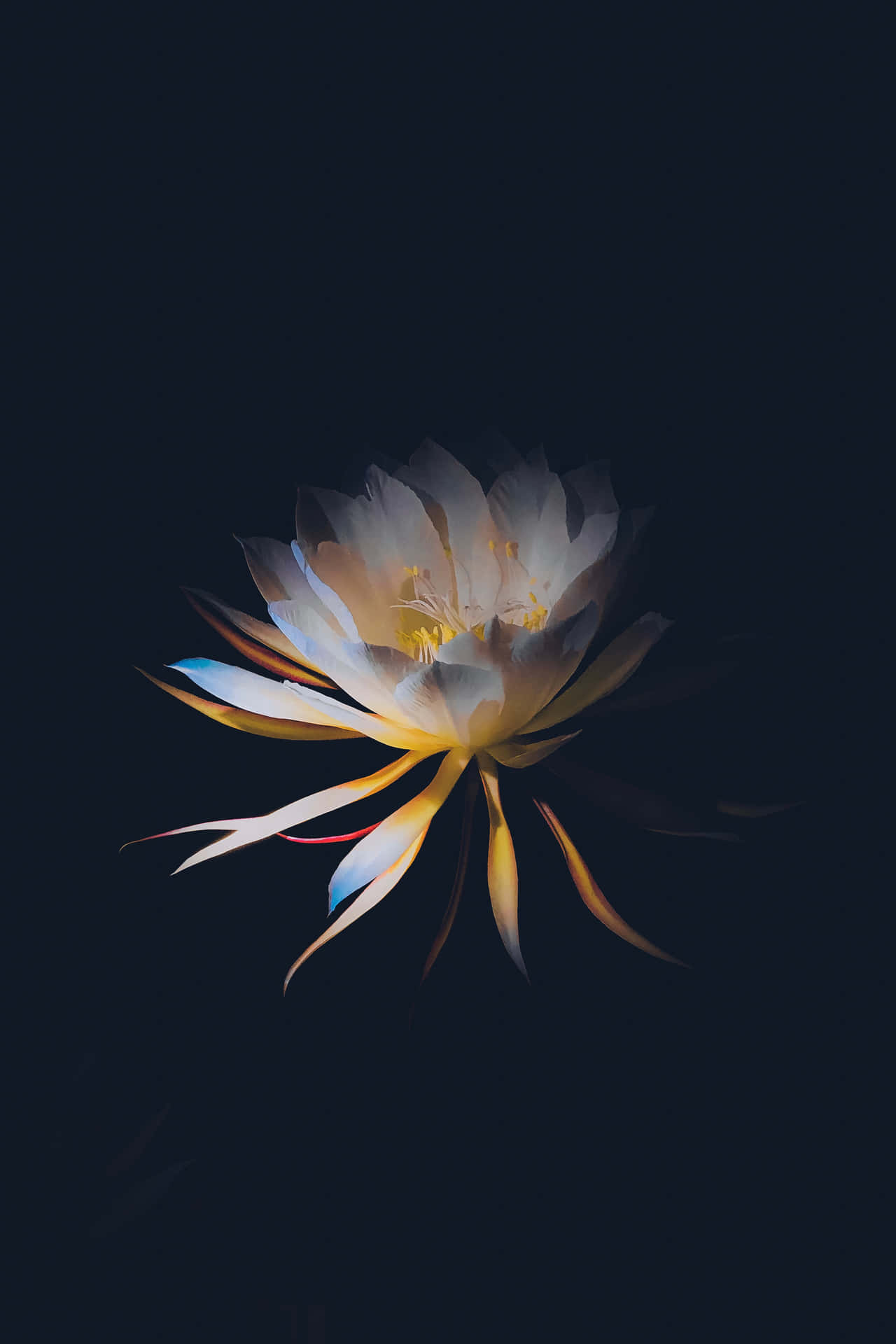 En smuk blomsterkrans af mørke blomster oplyst af et surrealistisk glimt af lys i en drømmende farveskala. Wallpaper