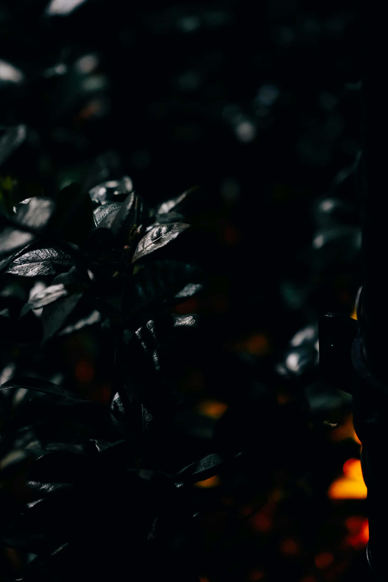 Dark Foliagewith Hintsof Fire Wallpaper