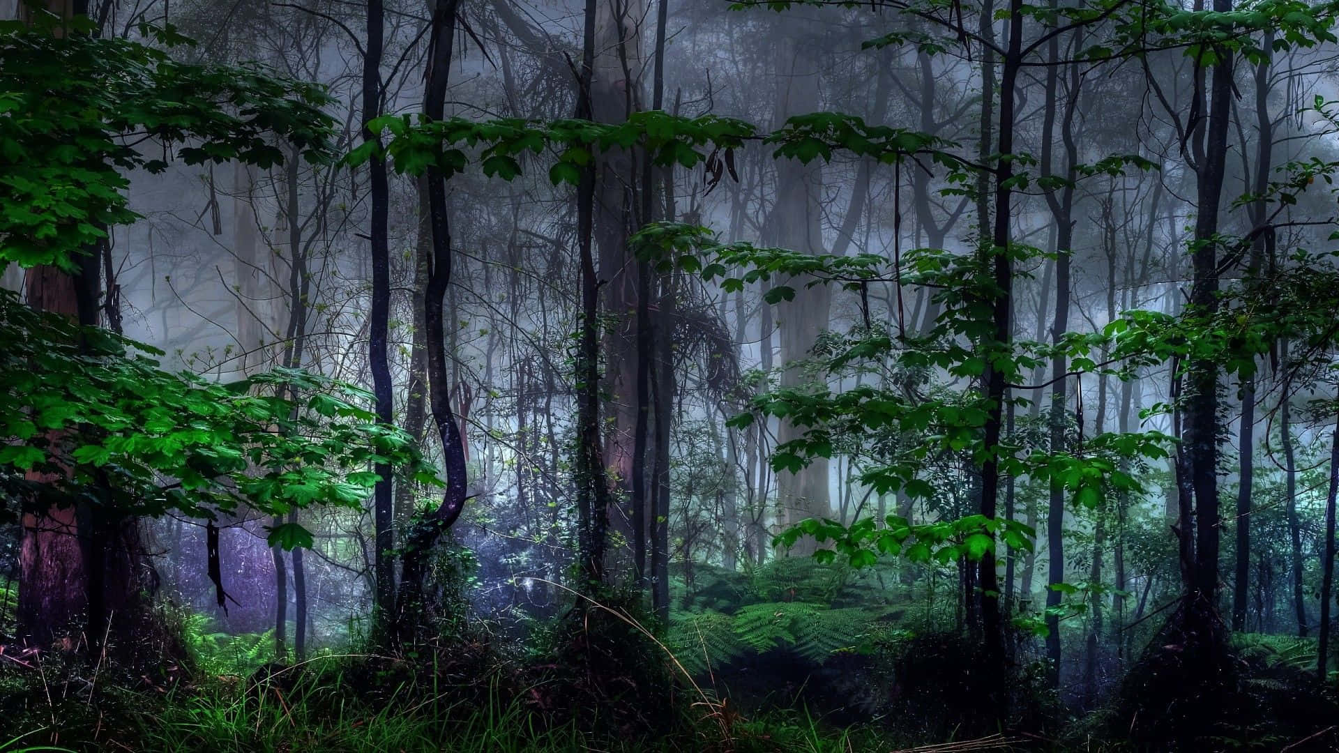 Enskrämmande Titt In I Den Mörka Skogen