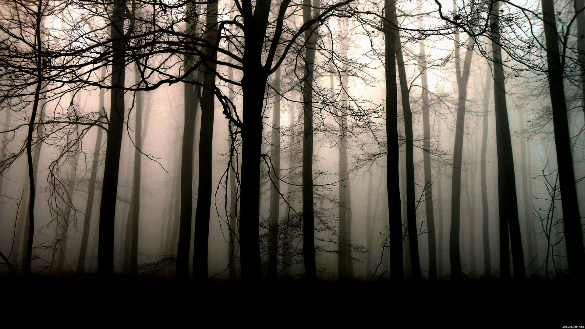 Impressive view of a dark forest shrouded in mist