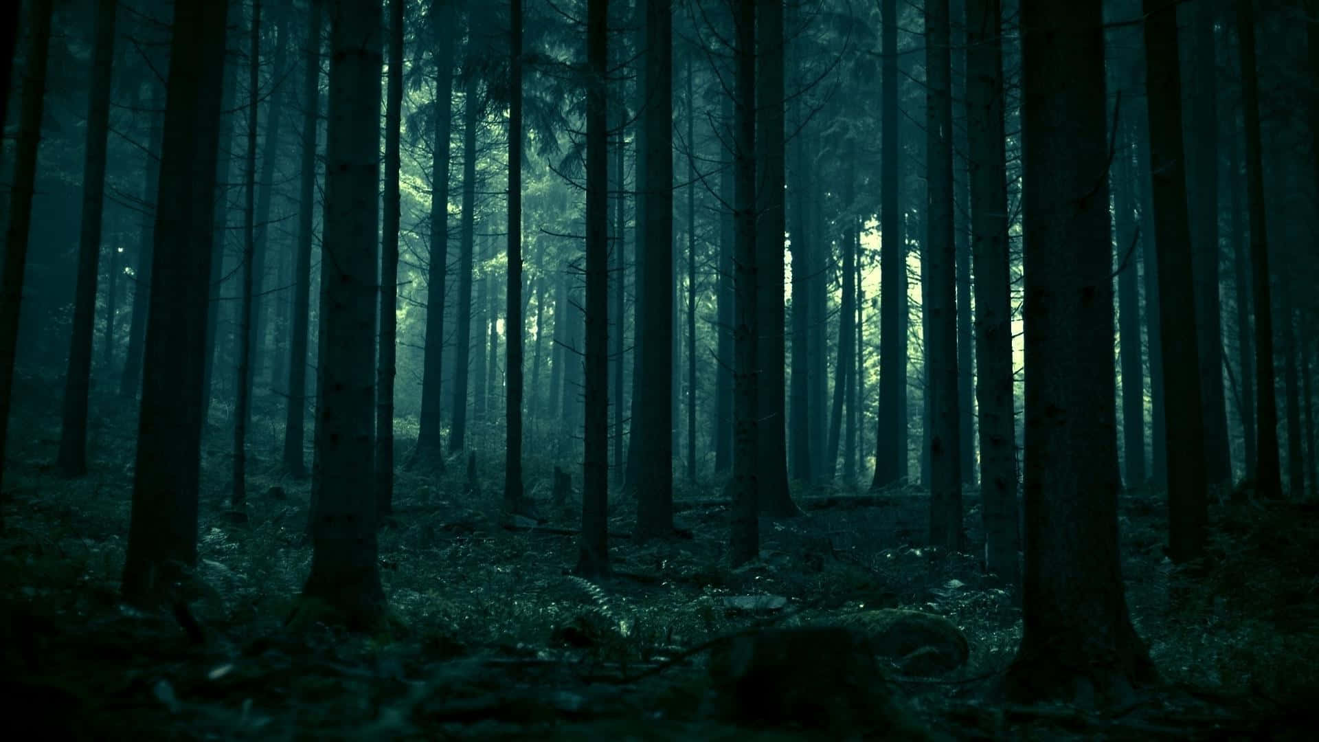 Explore the Mystique of the Dark Forest