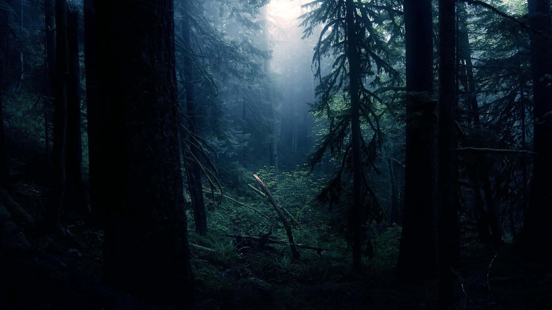 Utforskaden Mörka Skogen