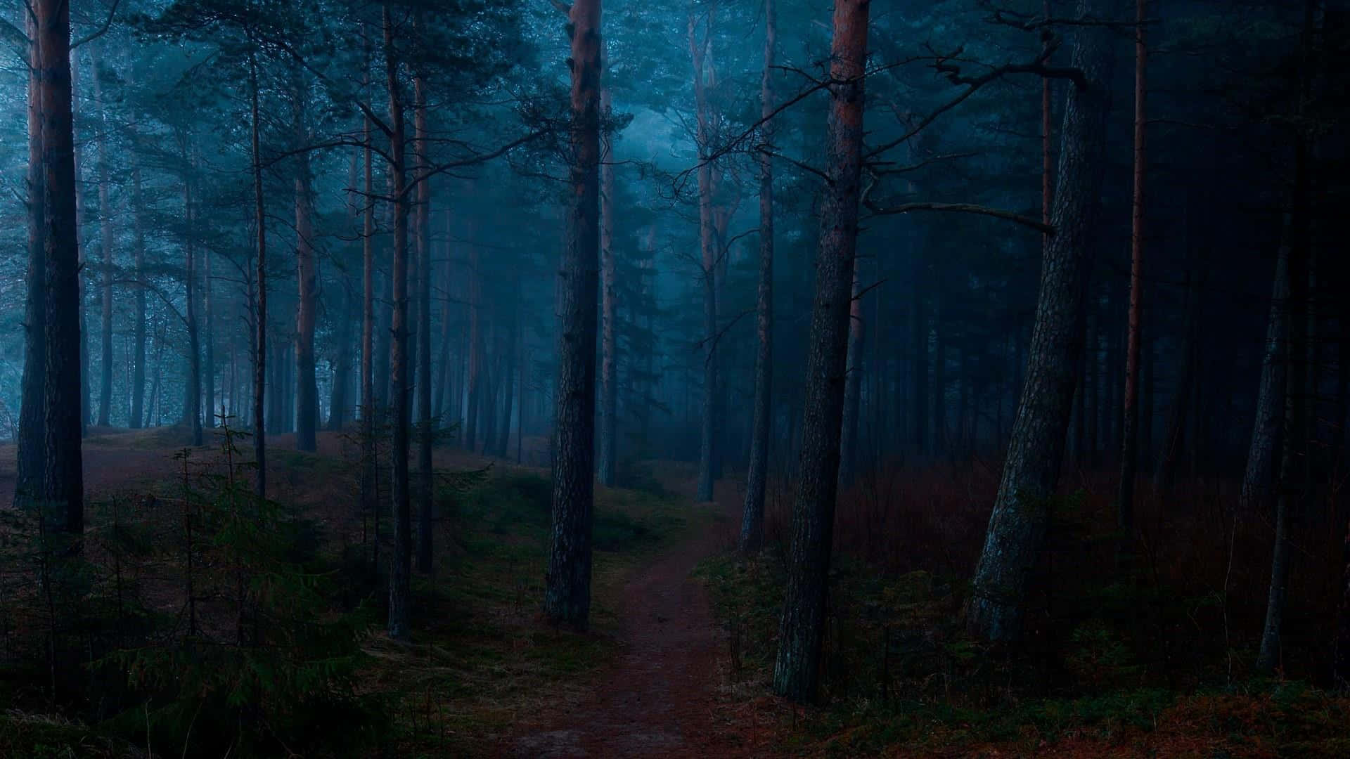 "Explore the Magic of a Dark Forest"