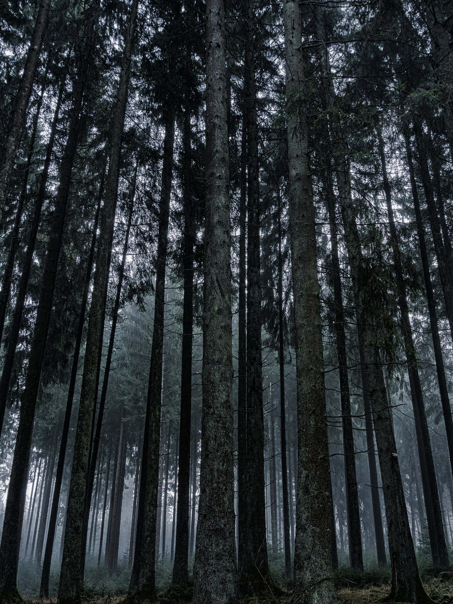 Omgivdig Selv Med Naturens Skønhed Med Denne Fængslende Mørke Skov.