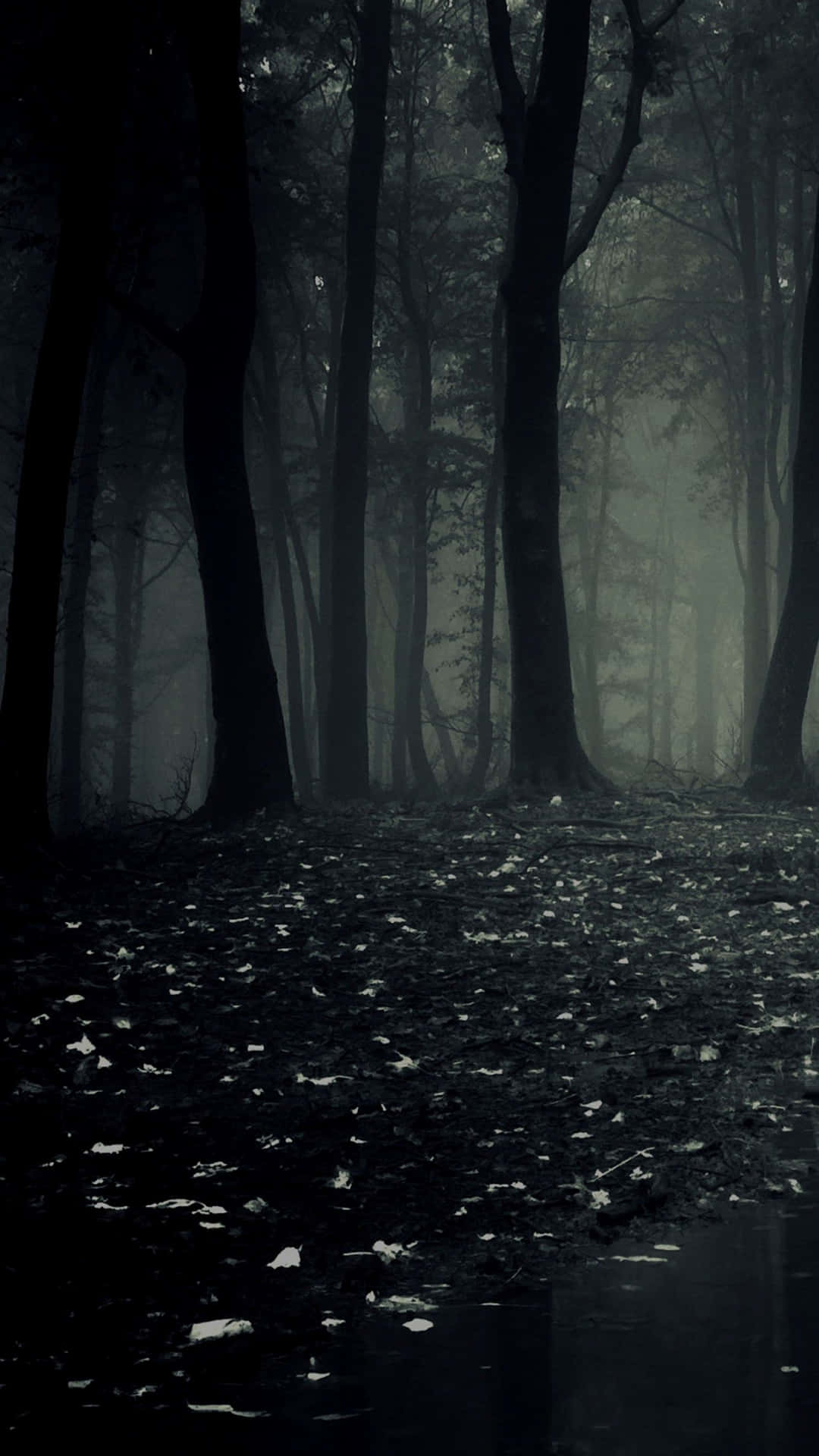 Explore the mysterious beauty of the dark forest