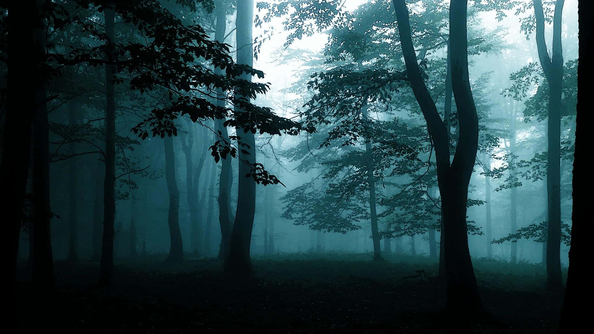 Vacker,mystisk Och Fridfull, Denna Mörka Skogs Bakgrund Fångar Naturens Förtrollning.