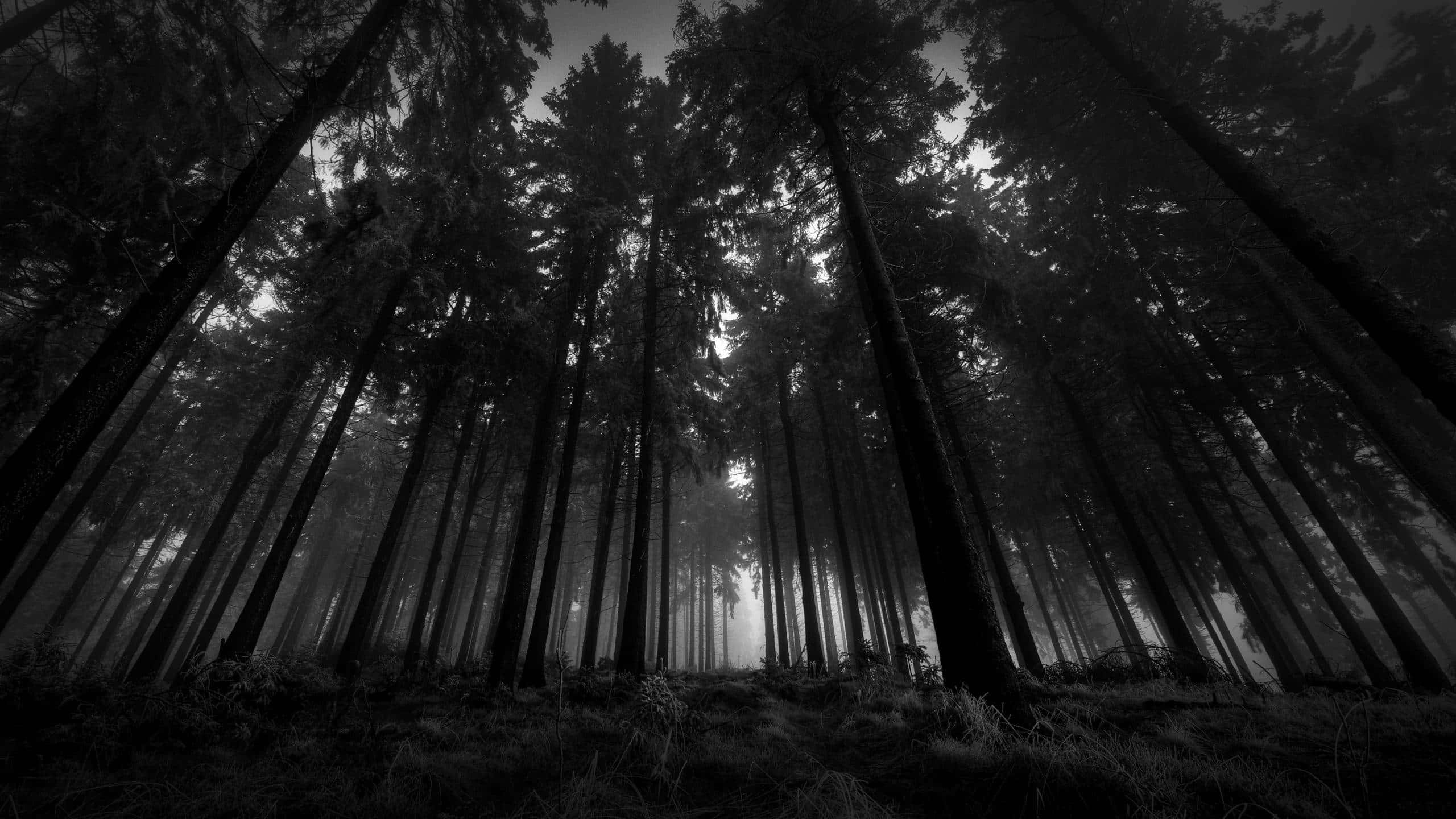 An enchanted view of Dark Forest