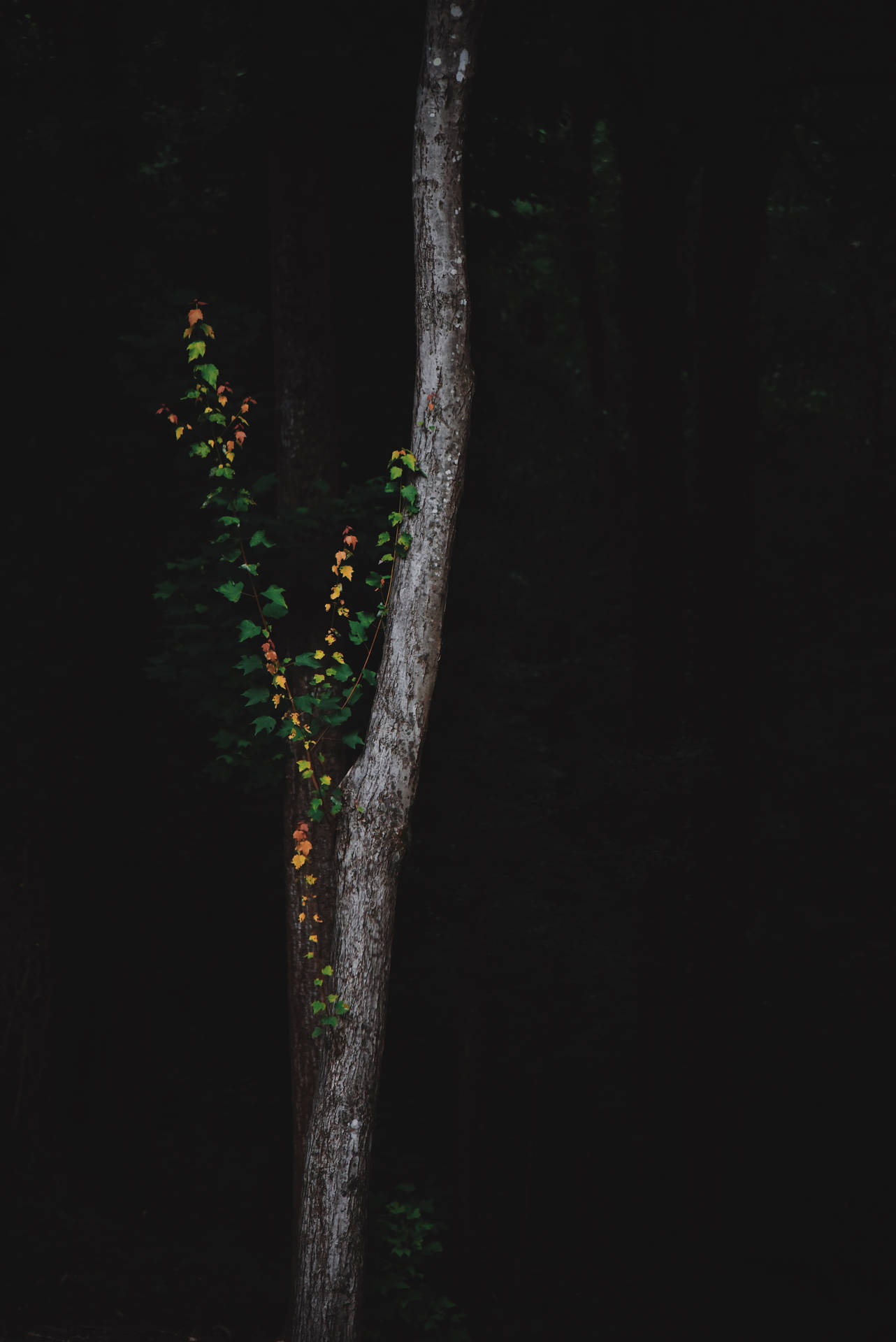 Explore the secrets of the dark forest Wallpaper