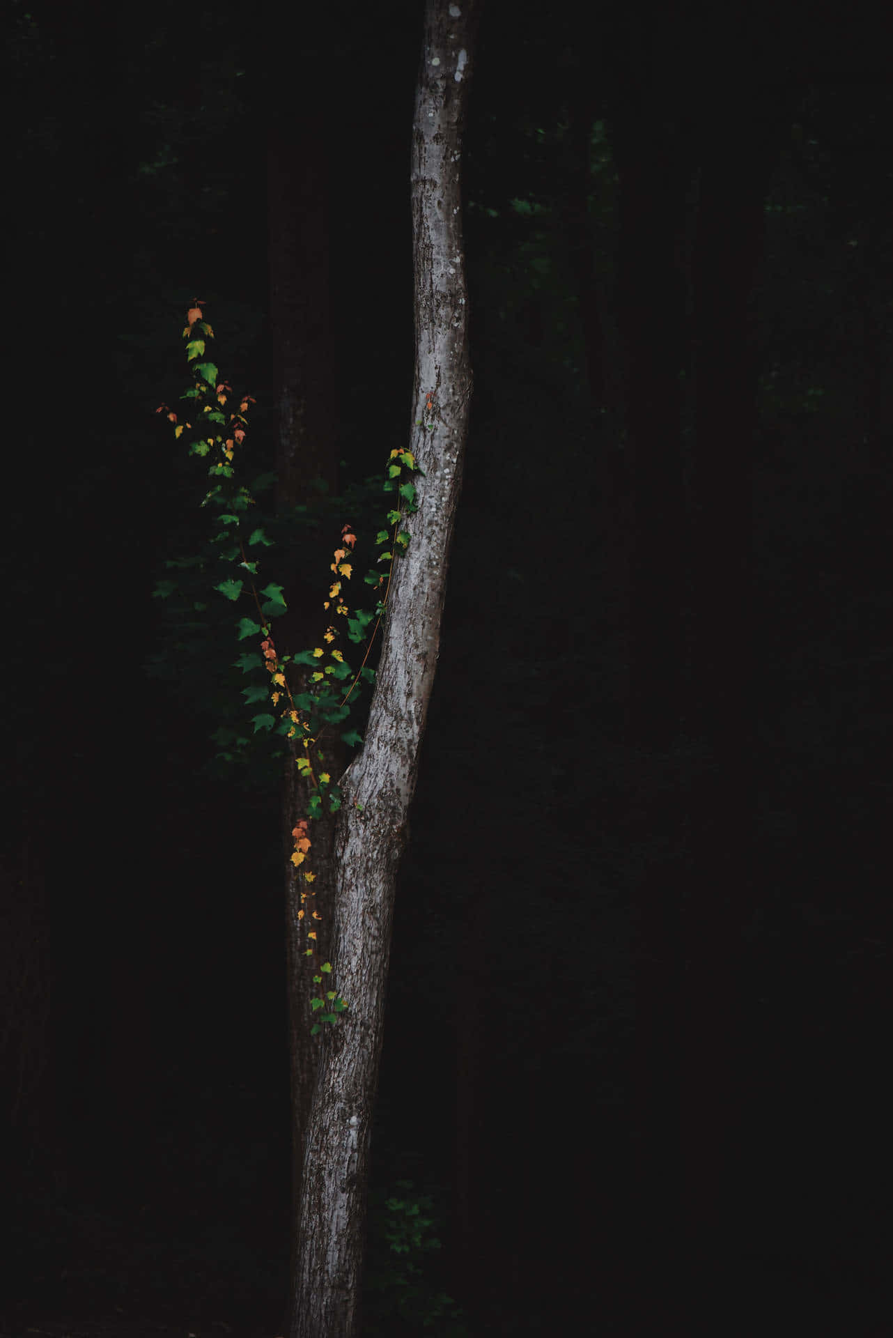 Dark Forest Glimmer Tree Wallpaper