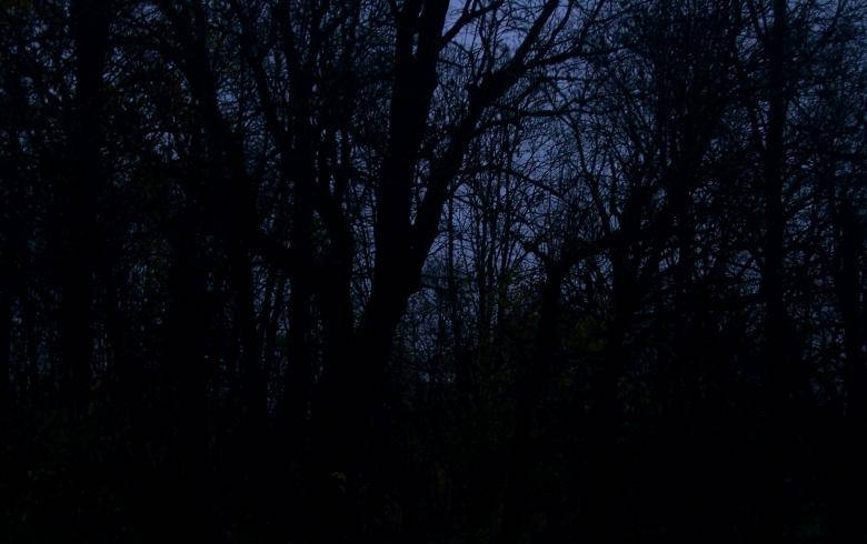 Dark Forest Iphone Tree Silhouettes Wallpaper