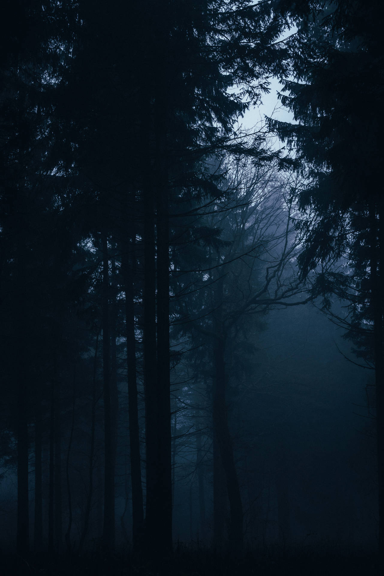Dark forest trails leading a path to hidden surprises. Wallpaper