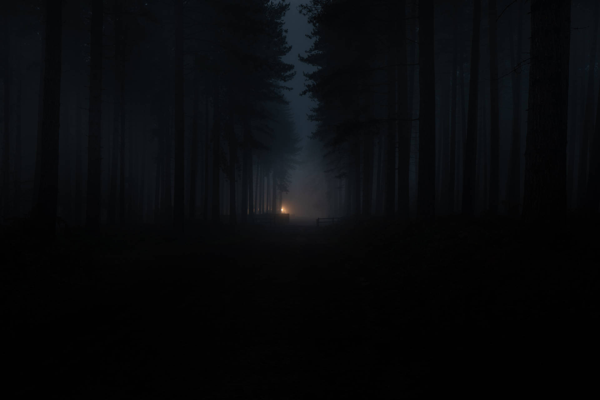 Download Dark Forest Pathway Light Wallpaper 