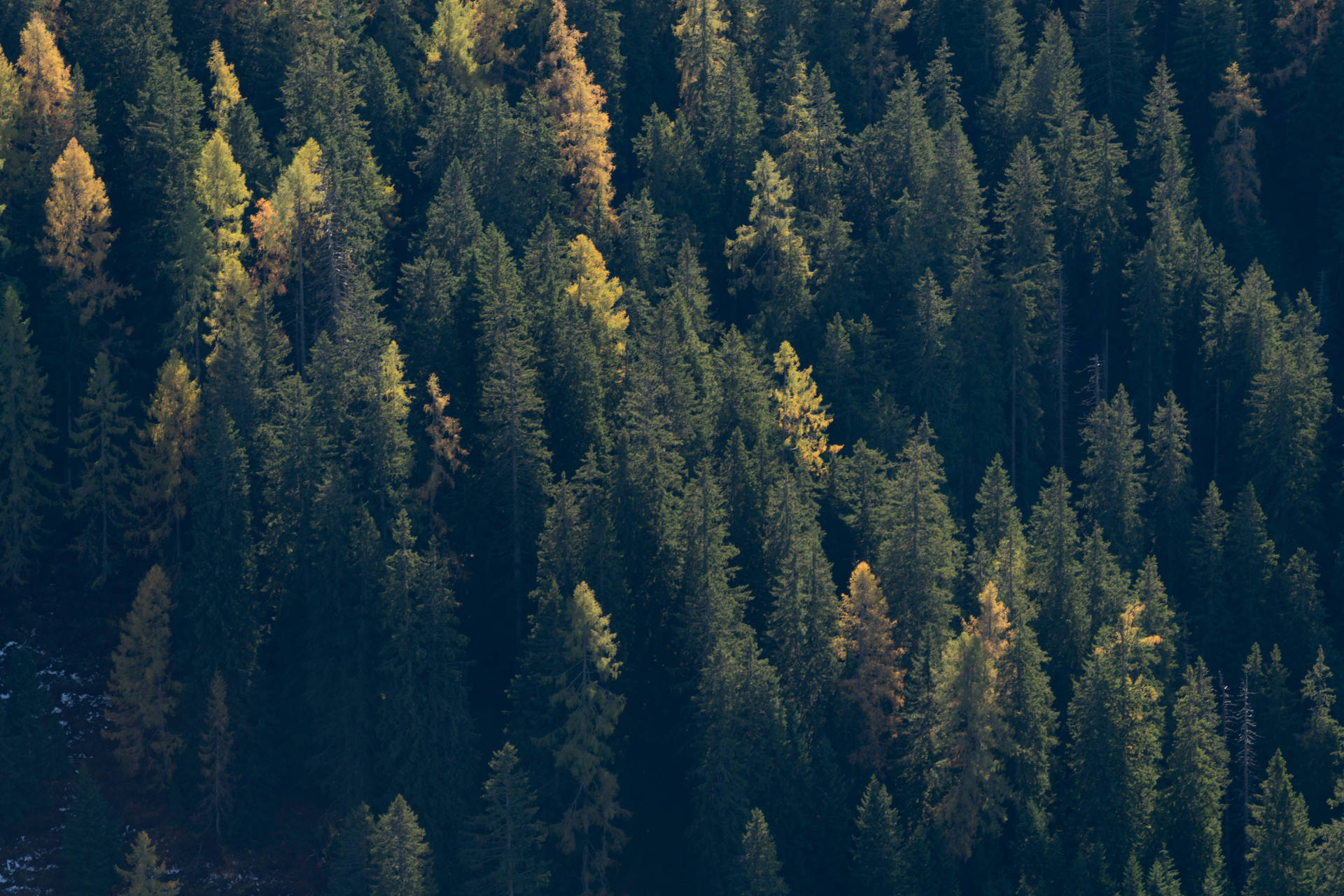 A peaceful yet mysterious walk through a dark spruce forest. Wallpaper