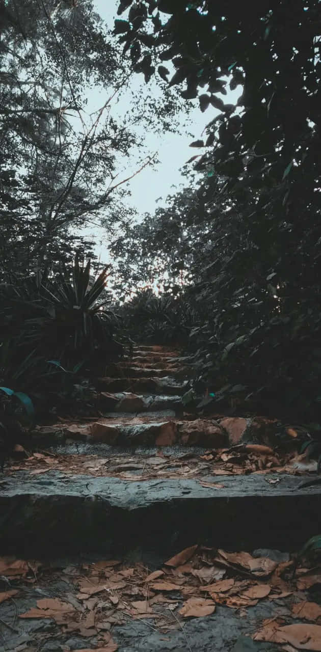 Escalier Dans Une Forêt Sombre.jpg Fond d'écran