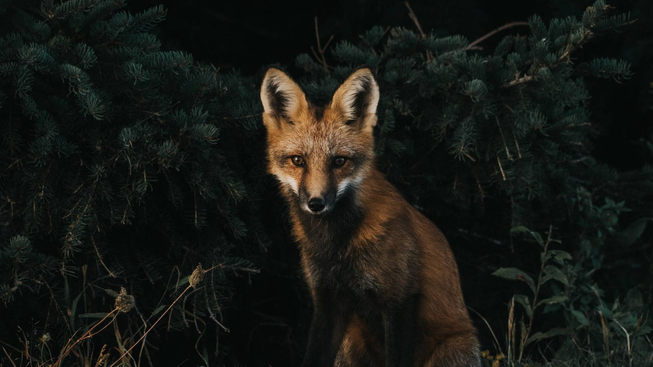 Dark Fox Pc