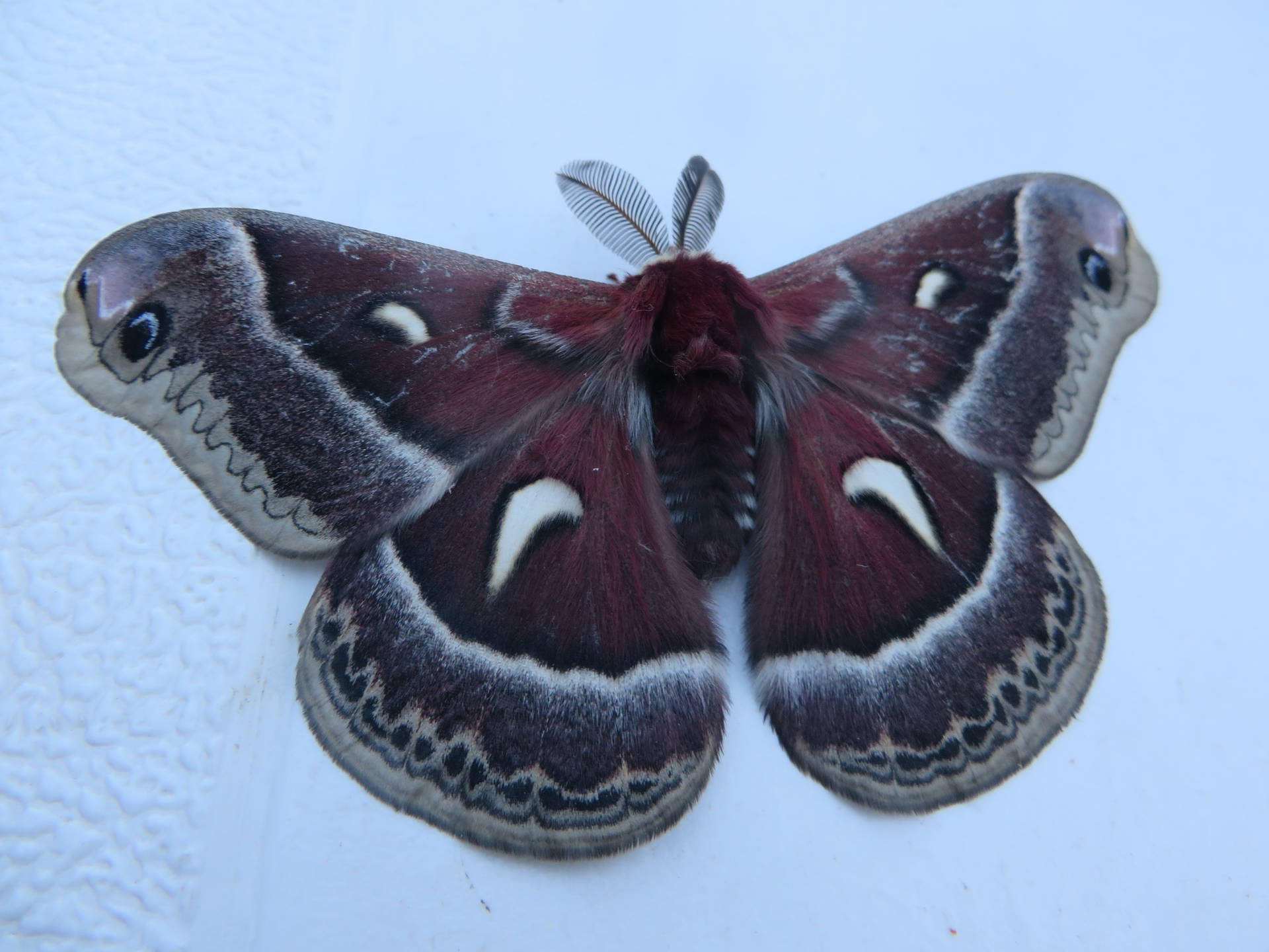 Dark Glover's Silkmoth Canada Insect Big Wallpaper