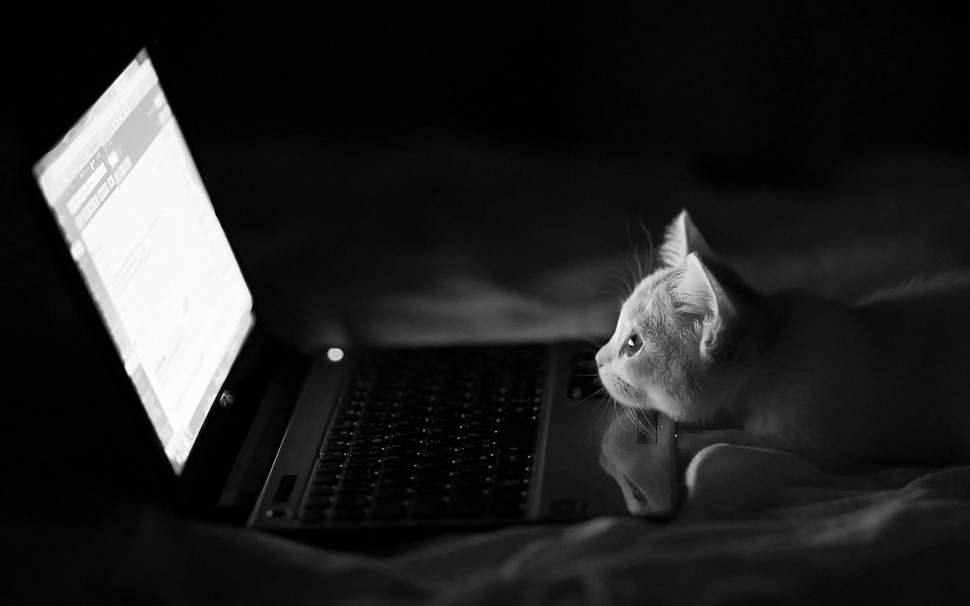 Gatto Grigio Scuro Guardando Il Computer Sfondo