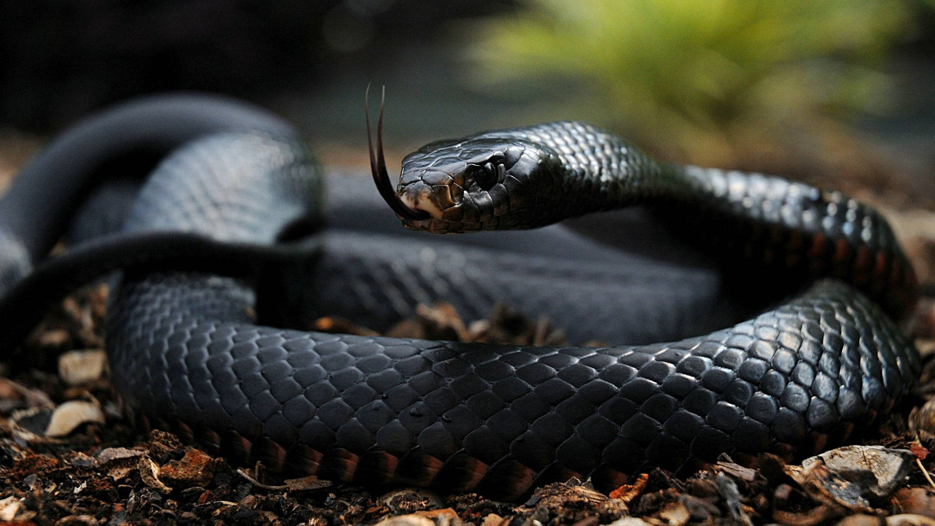 Dark Gray Lustrous Black Mamba Snake Wallpaper