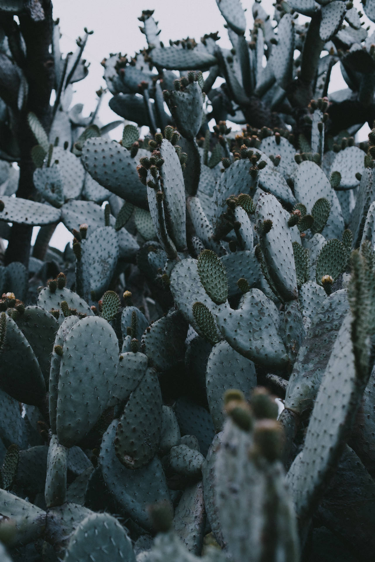 Dark Gray Prickly Pear Cactus