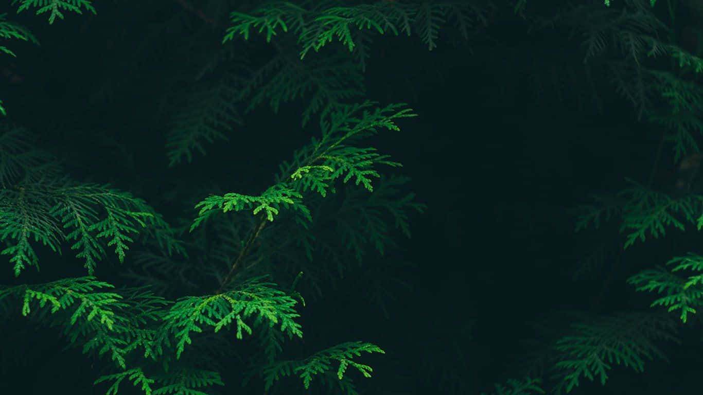 Mysterious Dark Green Forest