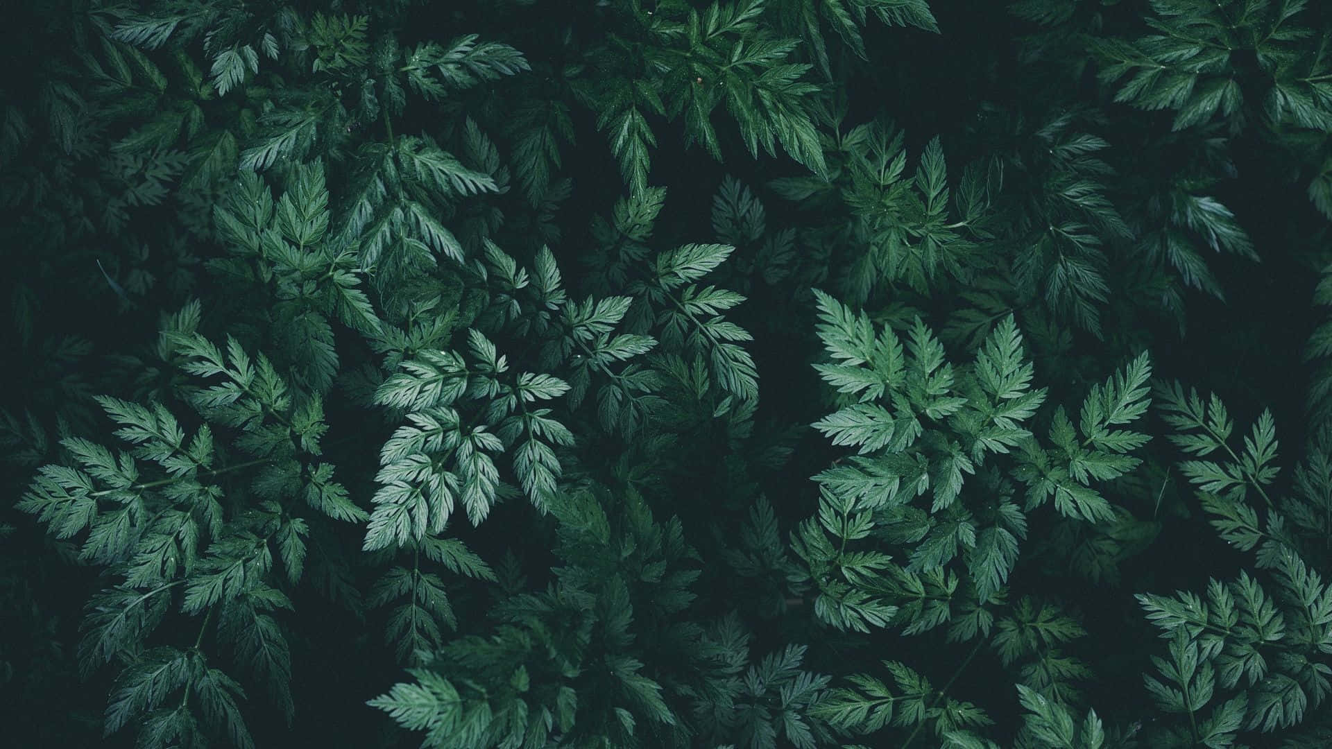 Dark Green Aesthetic Nature-Inspired Background