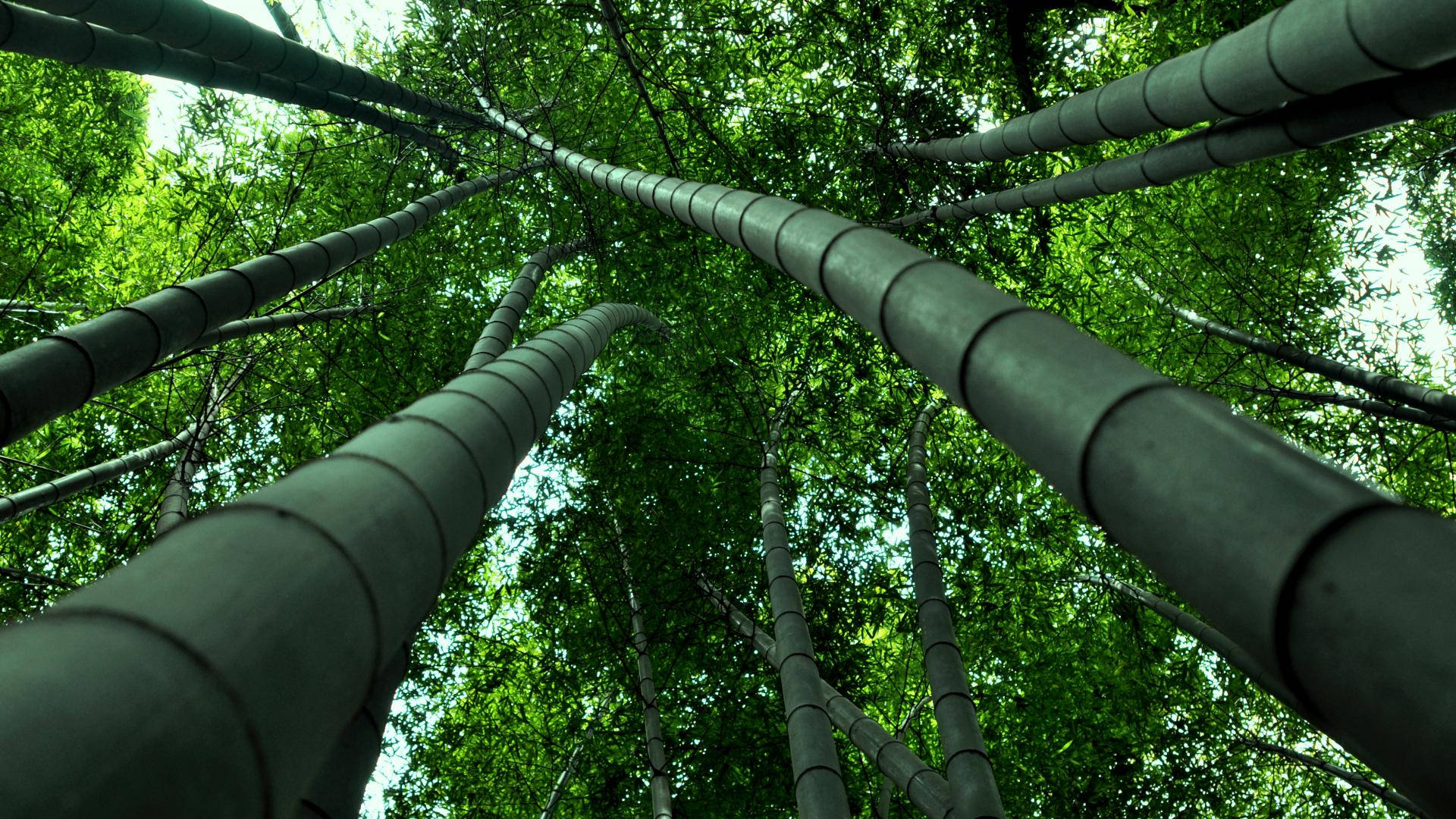 Dark Green Bamboo 4k From Below Background