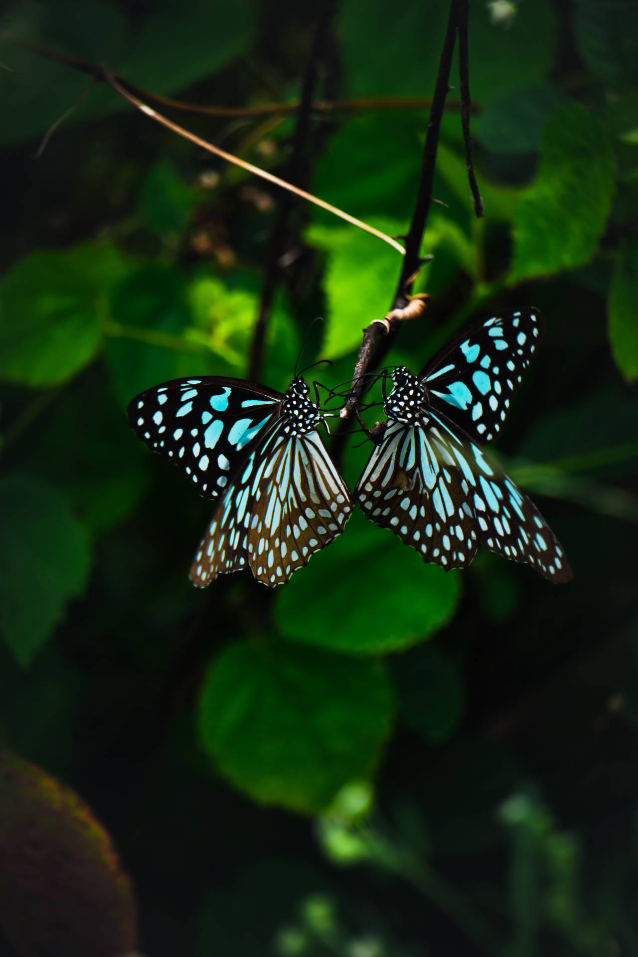 Mariposahermosa De Color Verde Oscuro. Fondo de pantalla