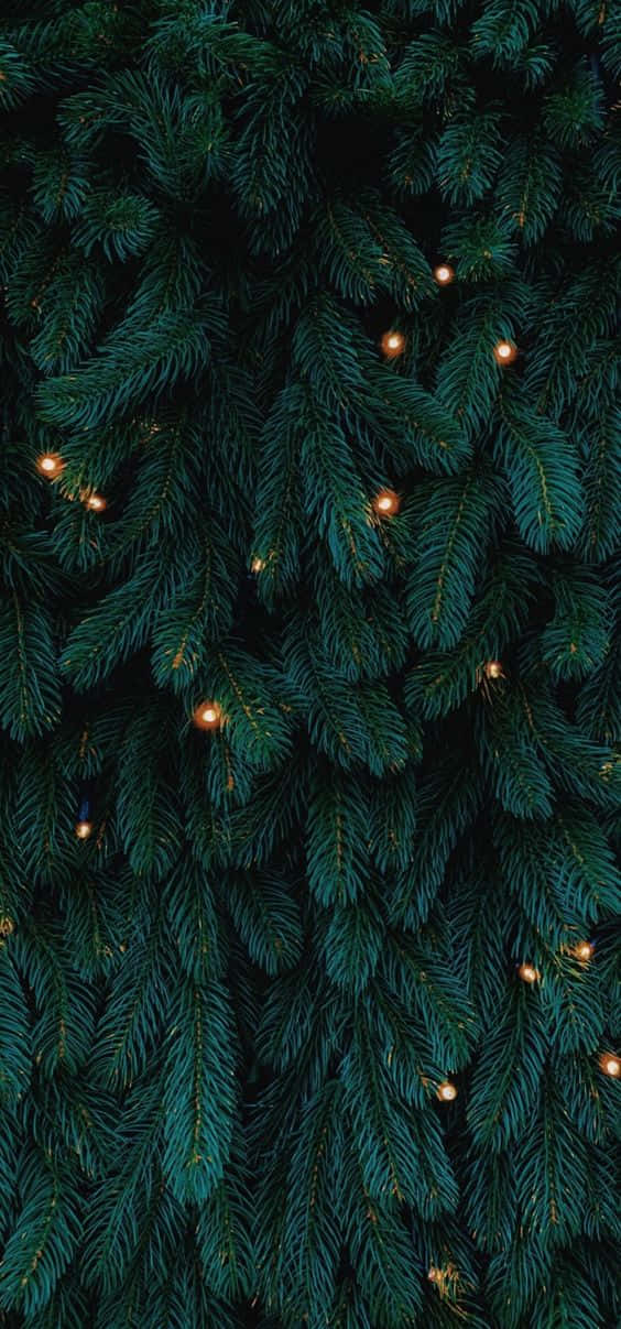 Dark Green Christmas Tree Wallpaper