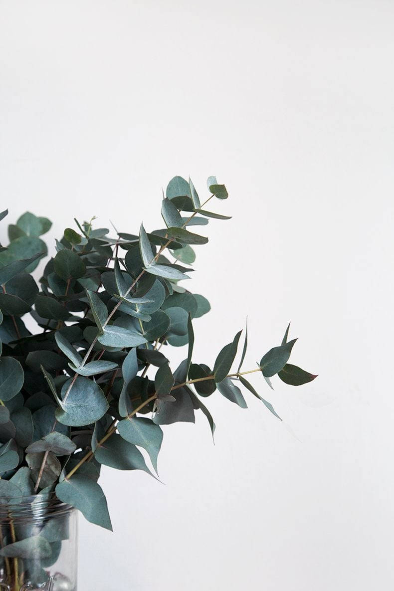 Dark Green Coin-Shaped Eucalyptus Leaves Wallpaper