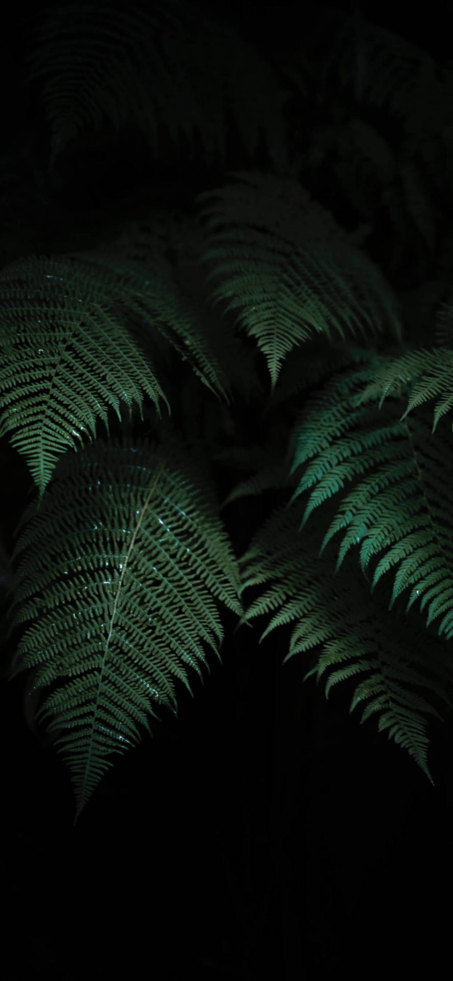Mörkgrönaormbunksblad Växter Wallpaper
