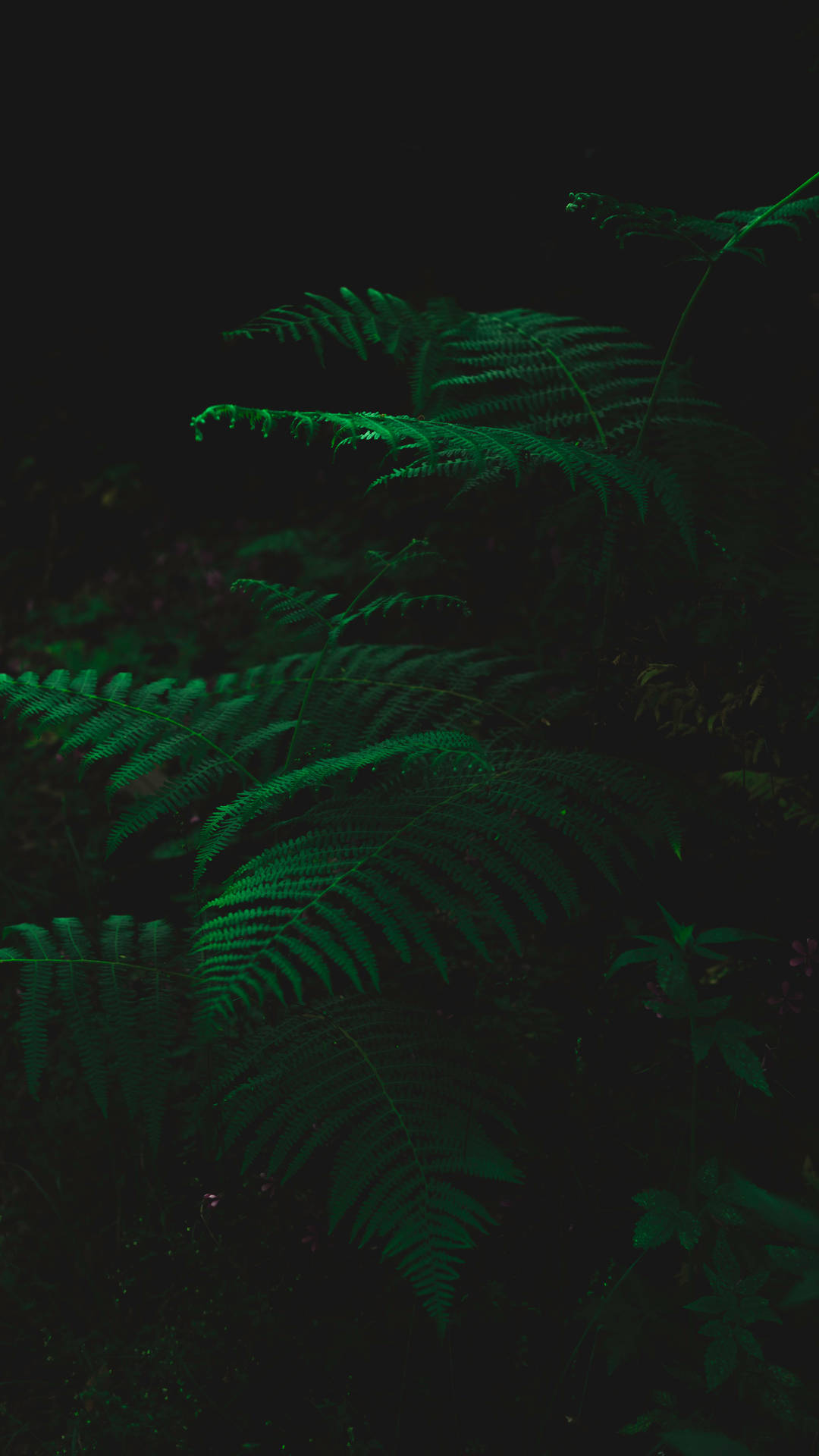 Dark Green Fern Plants Background