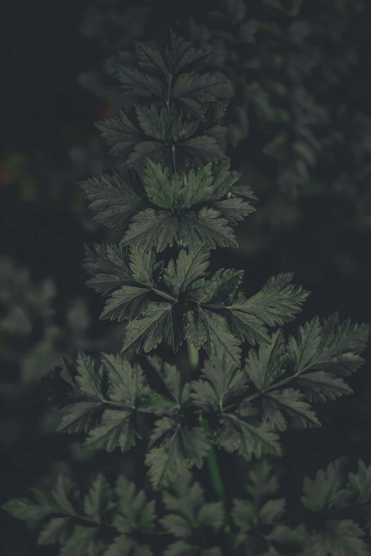 Dark Green Foliage Night Aesthetic.jpg Wallpaper