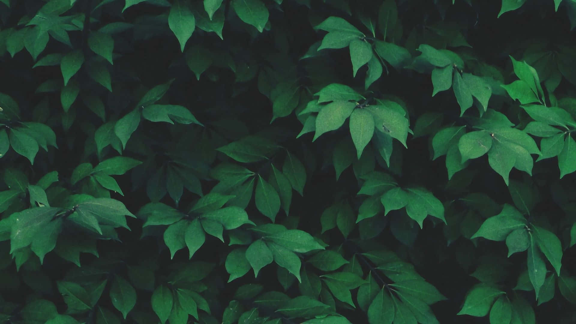 Dark Green Foliage Texture Wallpaper