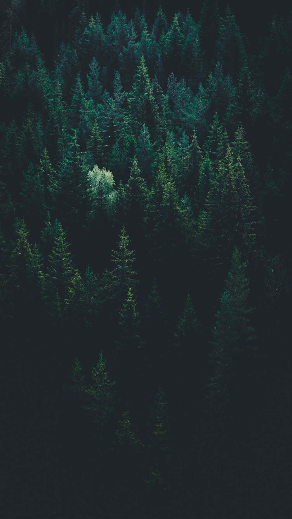Explore the Mysterious Dark Green Forest Wallpaper