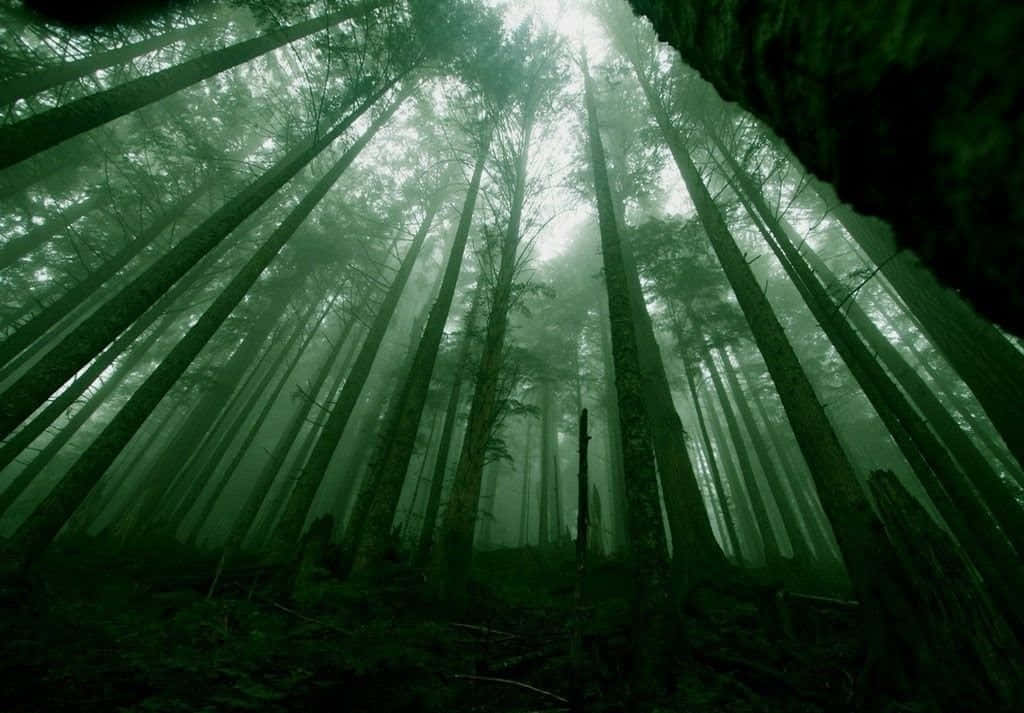 Unexuberante Bosque Verde Oscuro Dispuesto A Ser Explorado Fondo de pantalla