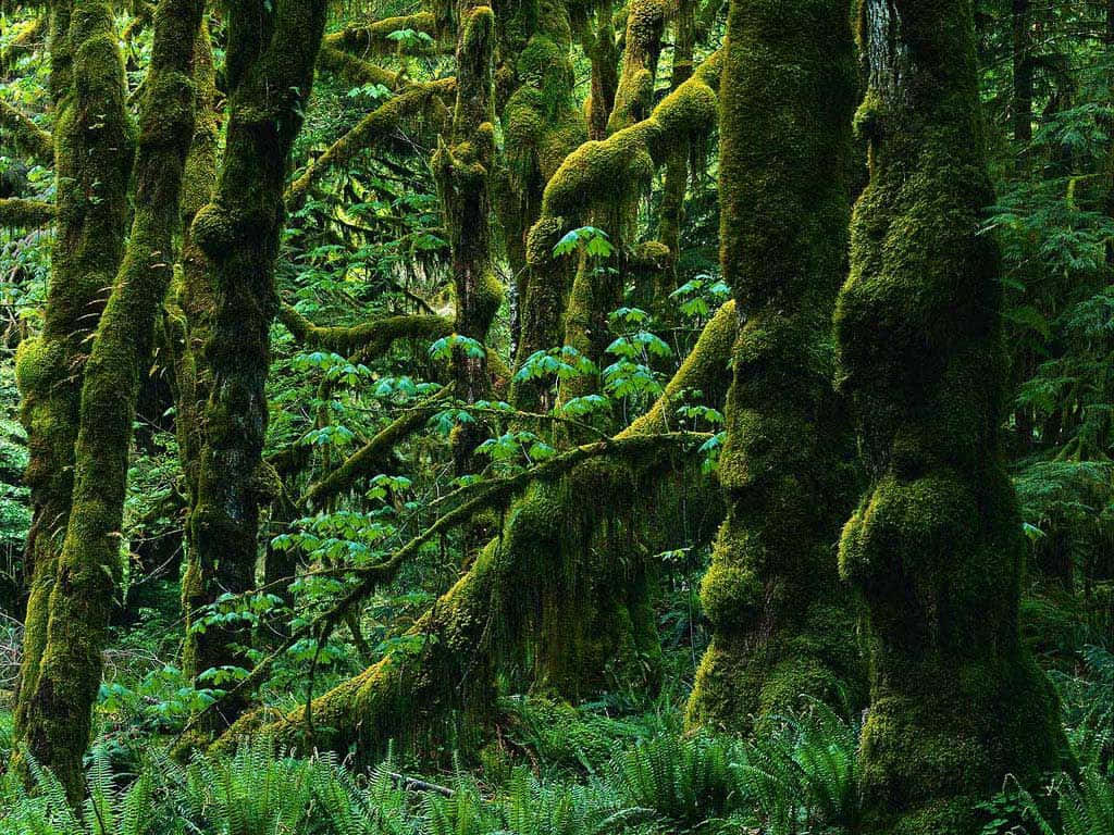 Descubrela Belleza Oculta Del Bosque Verde Oscuro. Fondo de pantalla
