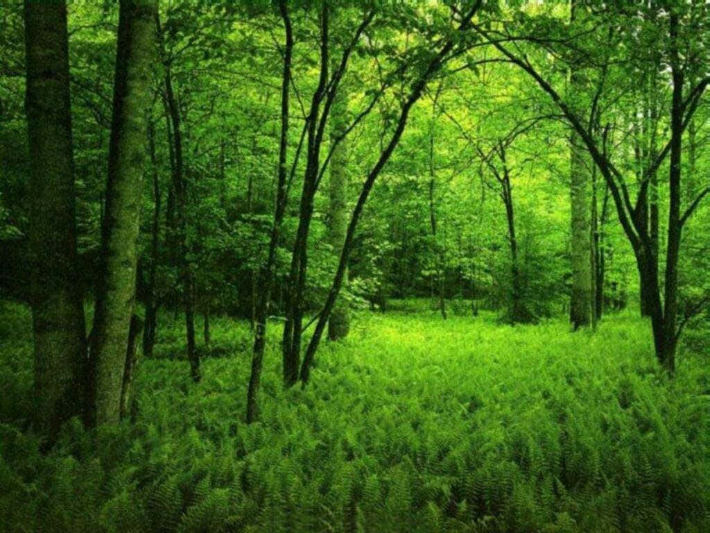 A tranquil dark green forest Wallpaper