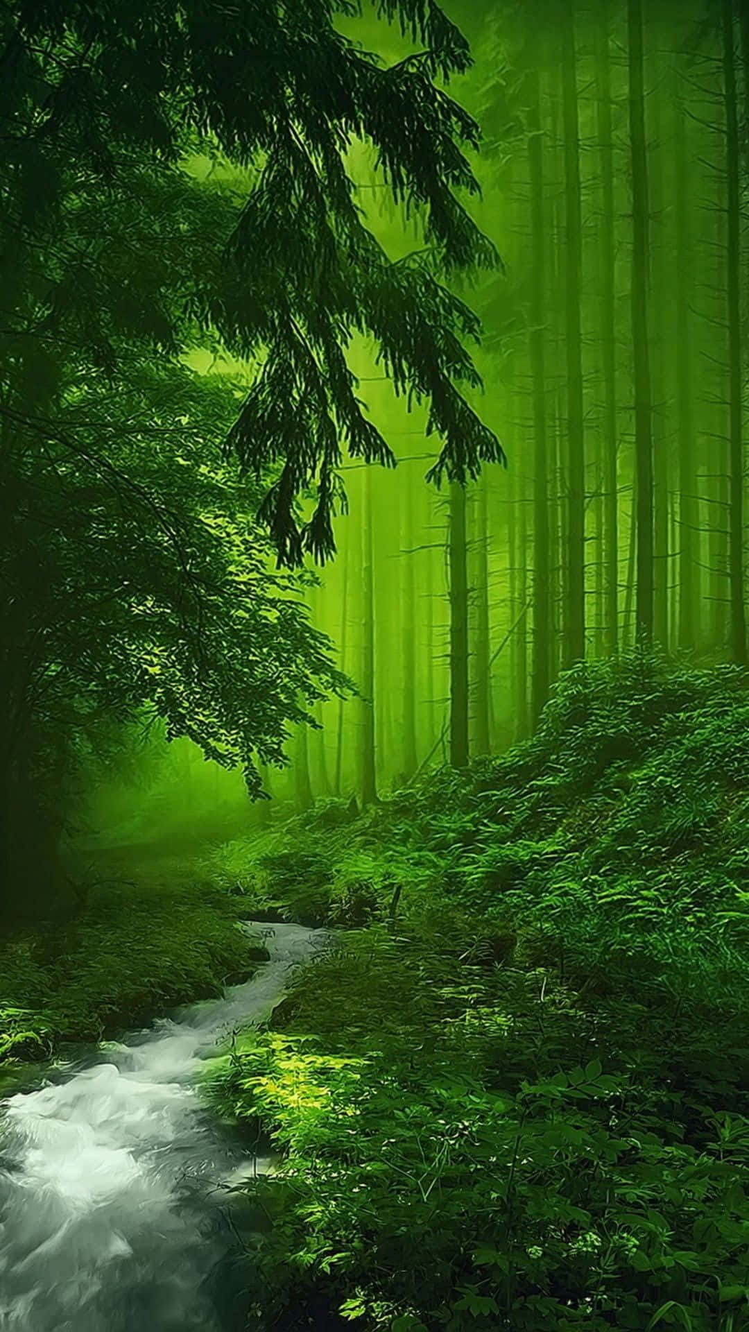 The beauty of the dark green forest. Wallpaper