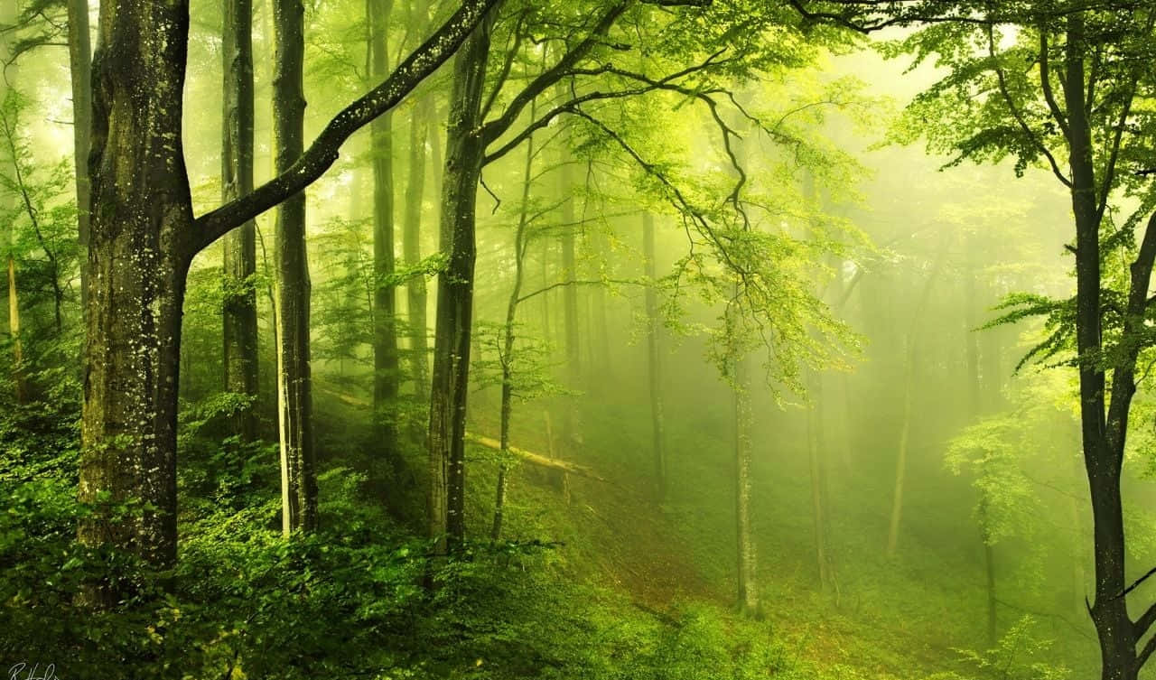 A look of mystery and serenity in the dark green forest. Wallpaper