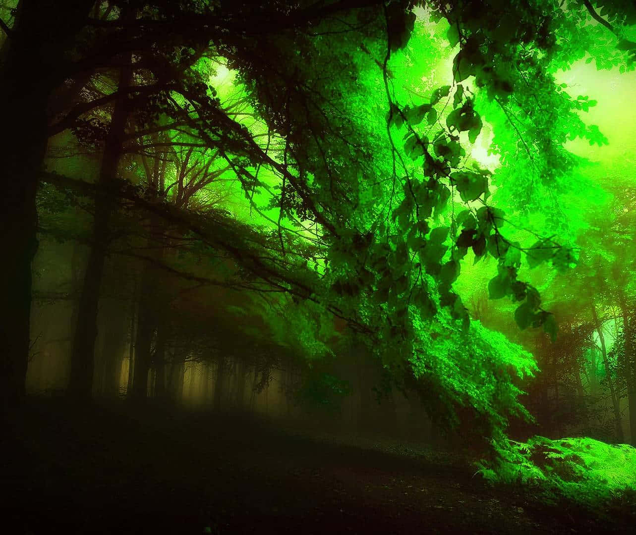 Unvistazo Al Oscuro Y Misterioso Bosque. Fondo de pantalla