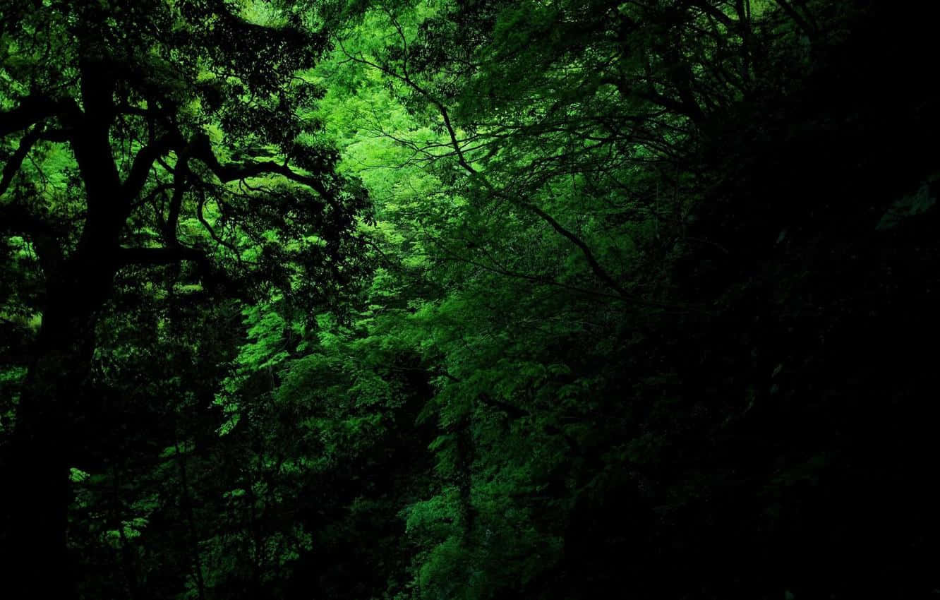 Rodeatede La Paz Y Tranquilidad Del Bosque Verde Oscuro. Fondo de pantalla