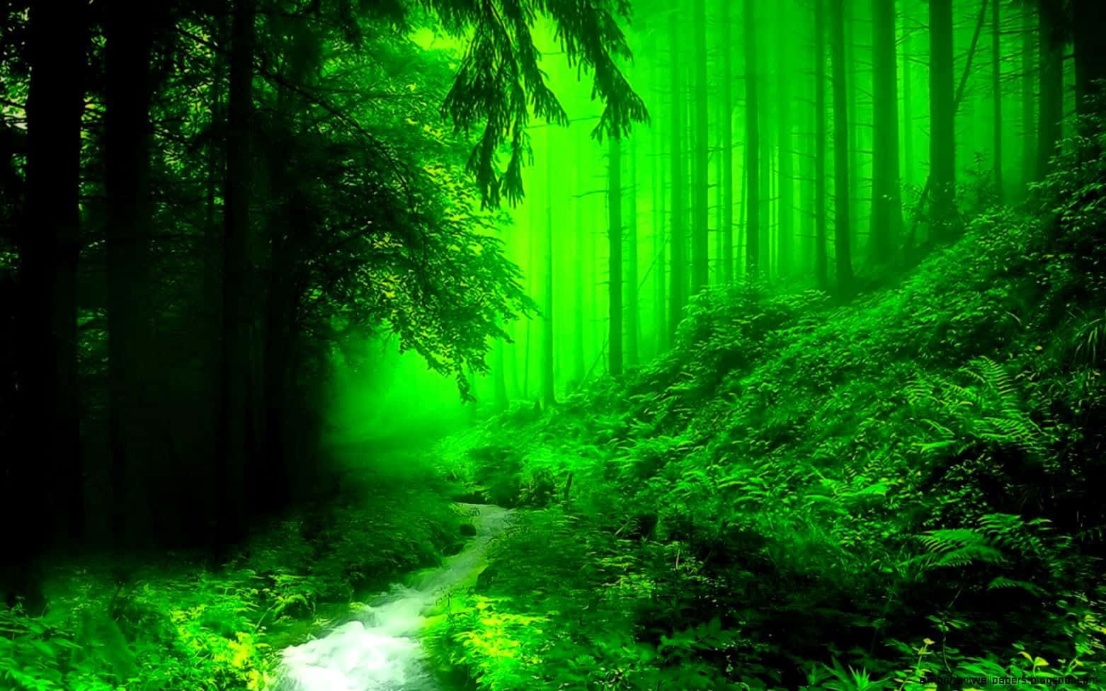 A Dark Green Forest Shrouded in Mystique Wallpaper
